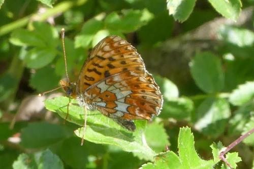 Réf. 302 280 : Boloria euphrosyne